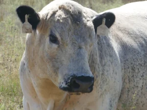 SPK L260 RING THE BELL R129 (AI) (ET) (P) (Leopard)