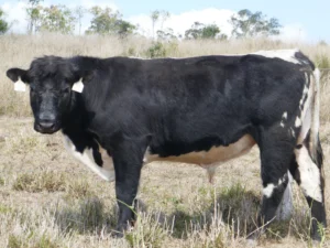 EVEREST 11A TOBY T02 (AI) (P) (SPECKLED) (AI) (P) (Speckled)