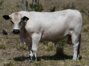 MEROM TRANSFORMER T34 (AI) (P) (White)