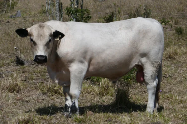 MEROM TRANSFORMER T34 (AI) (P) (White) - Merom Speckle Park Stud