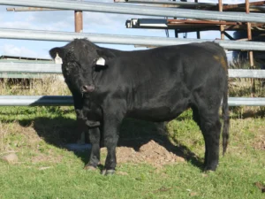 EVEREST 23E TOLEDO T18 (P) (BLACK) (ET)