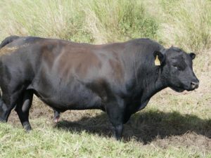 WARATAH NOW OR NEVER N58 (AI) (ET) (Black)